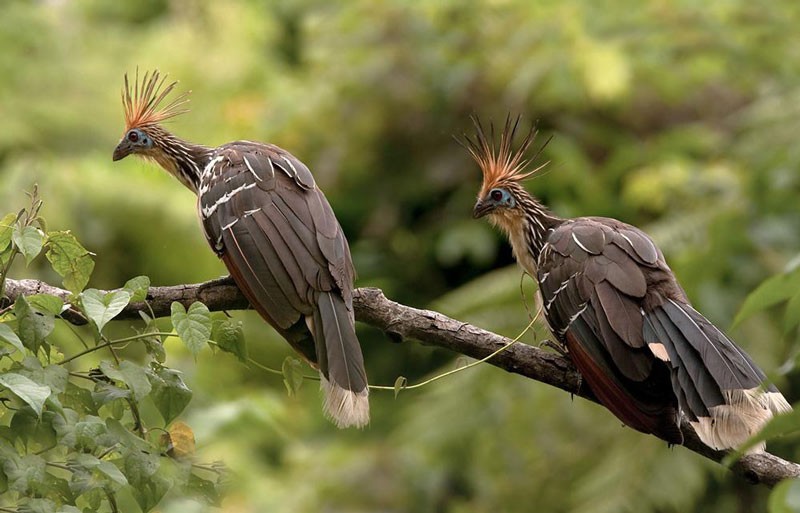 Ga mong hoang da gay an tuong voi bo long ky di-Hinh-8